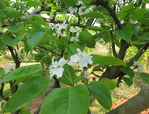 蜜雪梨种植基地