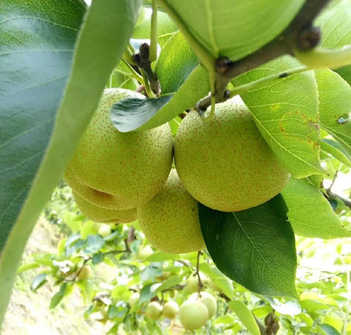 蜜雪梨种植基地