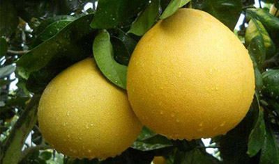 红肉蜜柚的高效种植管理方法